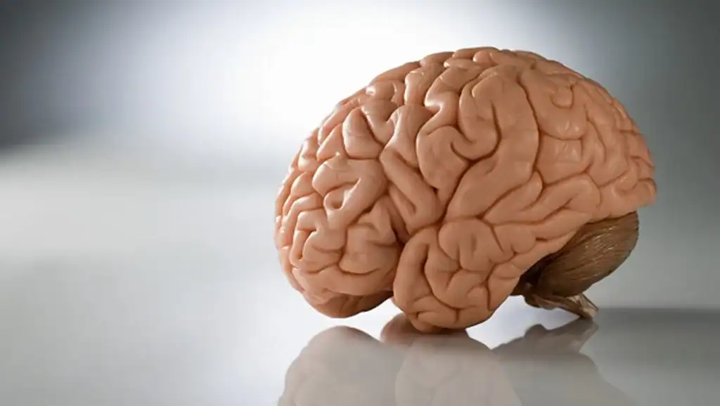 What Is Wet Brain Disease — And Why It Deserves Serious Attention