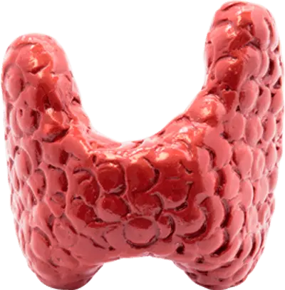 Specialties at Atlantic Endocrinology & Diabetes Center