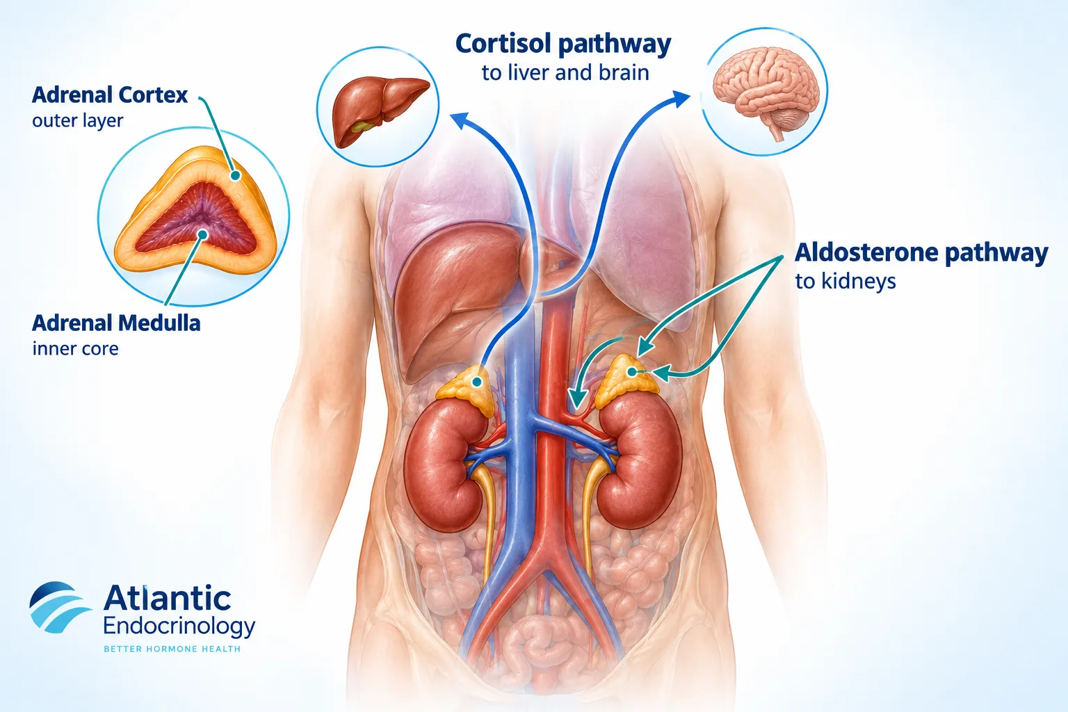 Annotated anatomy diagram (): a clean medical illustration of the human torso showing both adrenal glands positioned atop